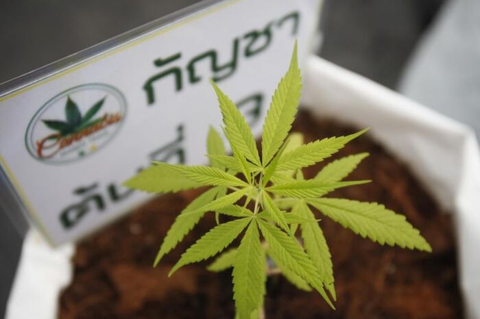 Статусы про коноплю со смыслом семена лучшие сорта марихуана