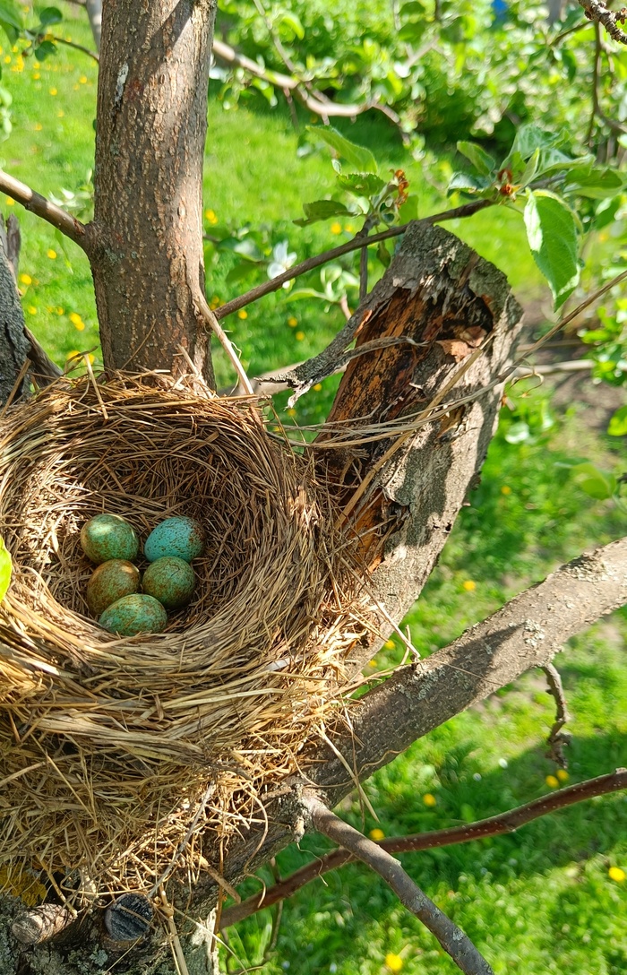 Яйца того самого цвета