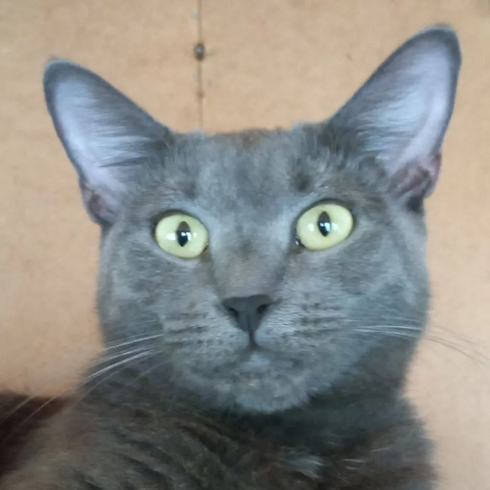        . -      ,  , -,  , ,  , , ,   , 