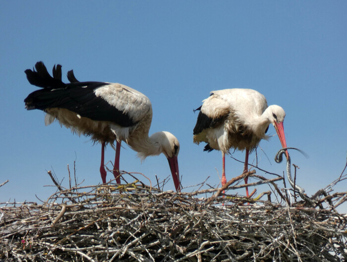 Аист принёс в гнездо змею