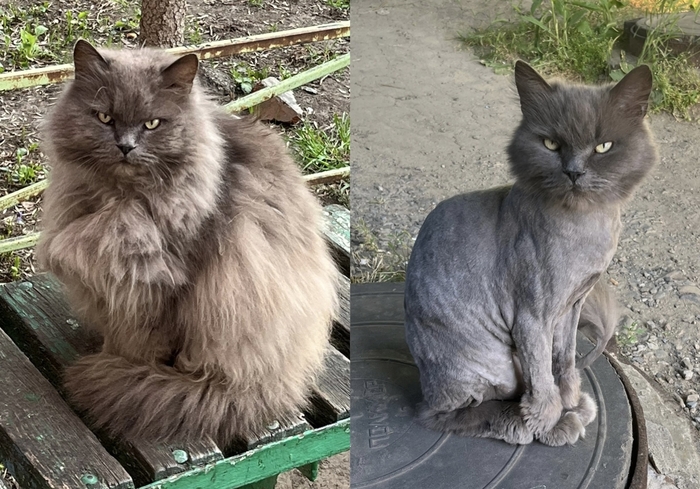 Кот. Просто наш дворовый кот «до» и «после»