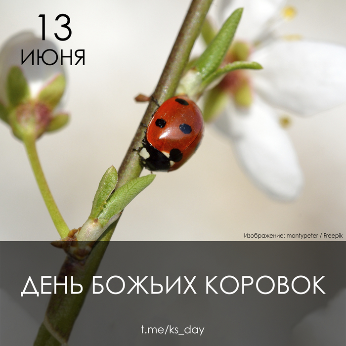 13 июня - День божьих коровок