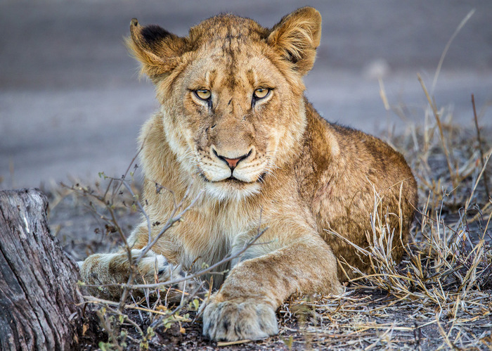 Король африканского буша