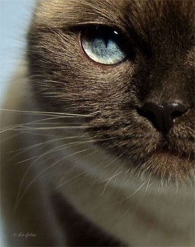 �����-���������