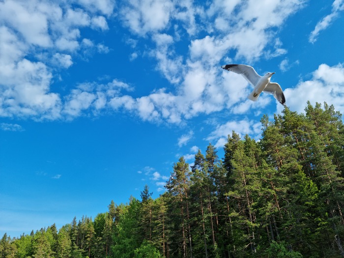 ��� ������� ������