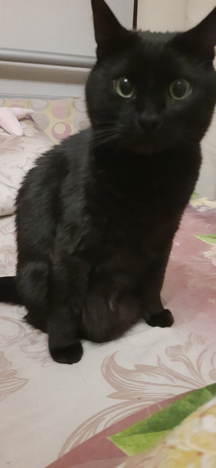 ���� ��������. ���