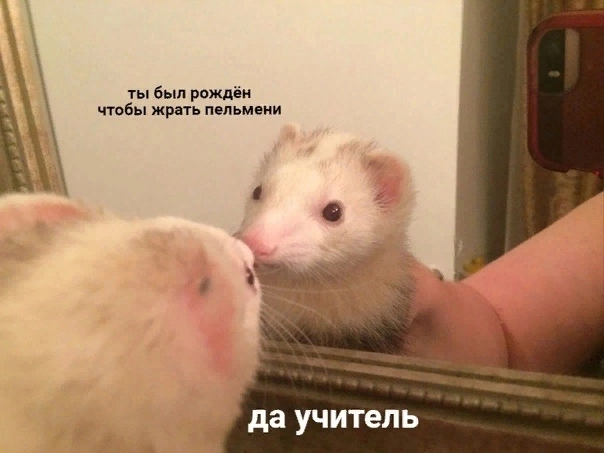 Я и пельмени