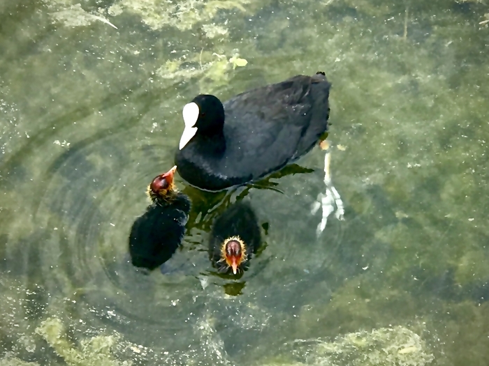 Утячьи склоки))