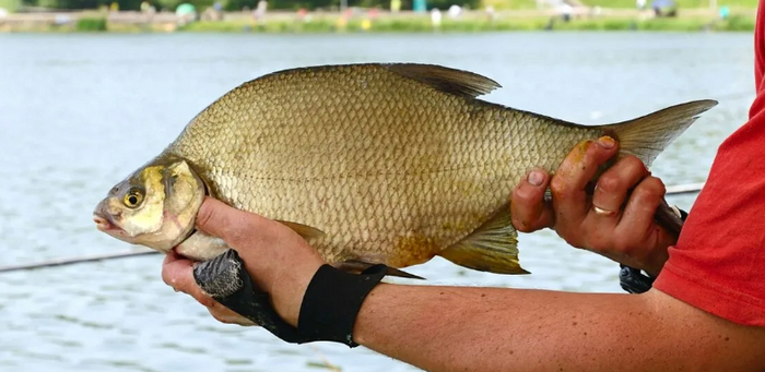 ������� � ����� ������� � ������� ����