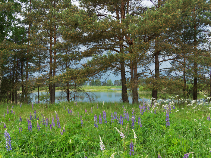 Сосны, озеро, люпин