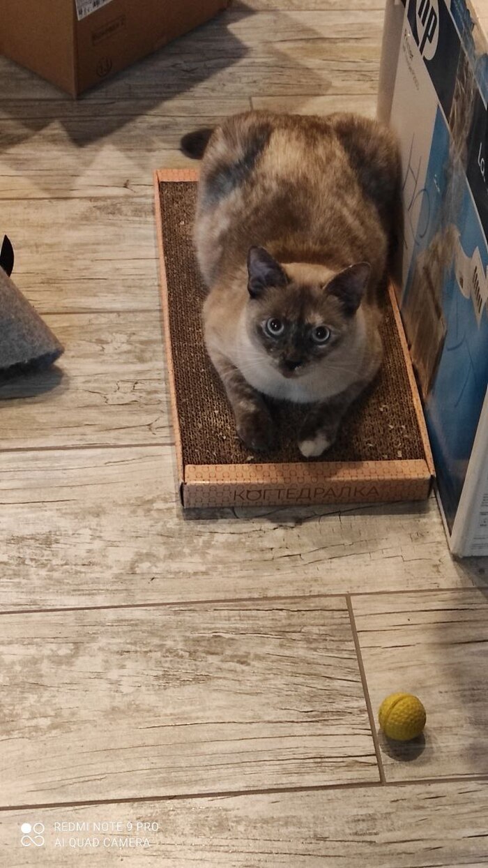 Пропала кошка Мурмаши