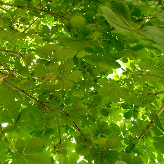 Sky of chestnut leaves