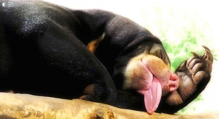 Спят усталые мишутки