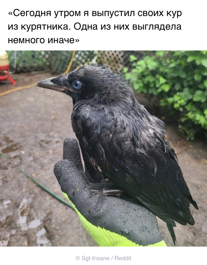 Какая странная курица