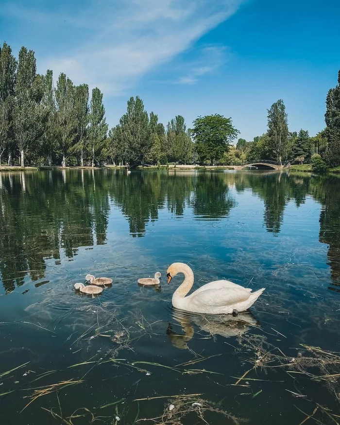 Водоемы крыма 4 класс. Юсуповский пруд в Крыму. Гагаринский парк Симферополь. Парк с прудом. Водоем в парке.