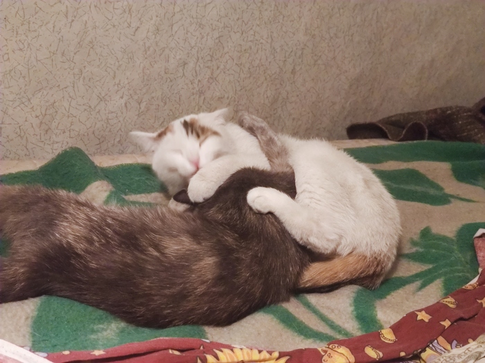 Я БУДУ ТЕБЯ ВЫЛИЗЫВАТЬ, ХОЧЕШЬ ТЫ ЭТОГО ИЛИ НЕТ