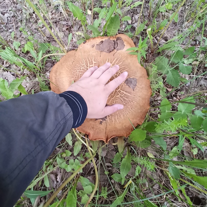 ��� ��� ����