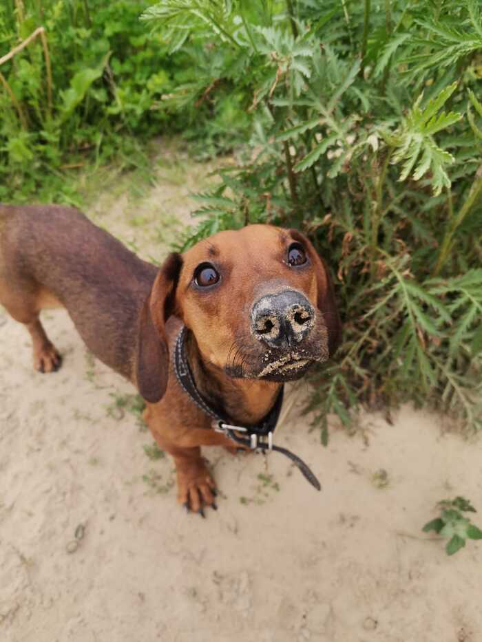 Любопытный нос