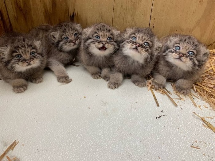 5 �������