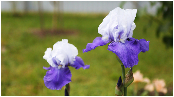 Фиолетовые ирисы...
