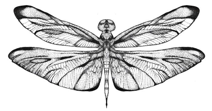 Стрекозуля)