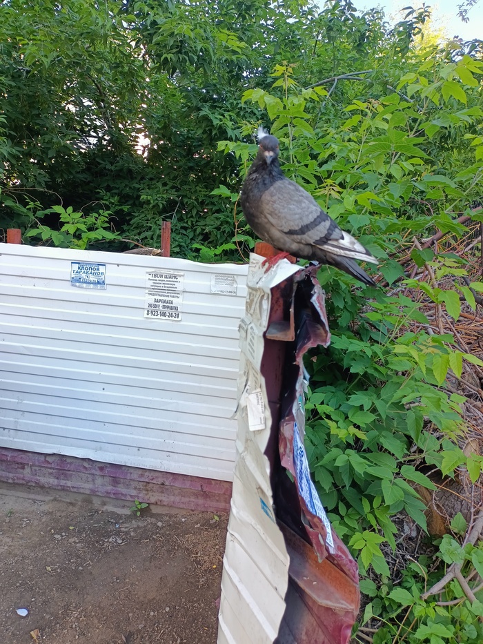 Модный голубь