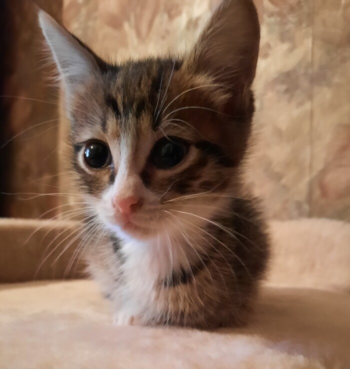 Которебёнок ищет любящих людей. Екатеринбург