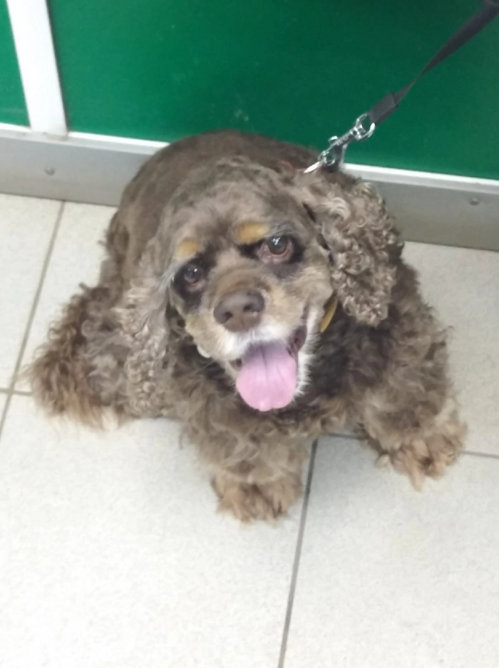 Это я Стив. Вытащи меня из собаки Это я Леха, Мемы, Собака, Стив Бушеми, Юмор, Показалось, Фотография