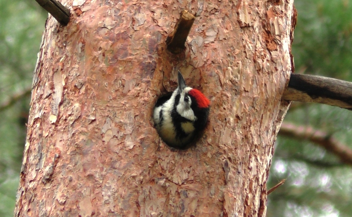 ������� ������