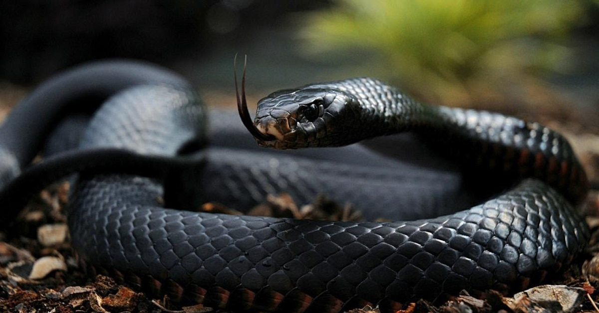 Змея Черная Мамба Фото И Описание