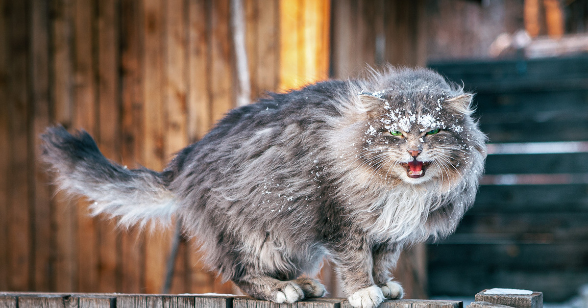 Суровые коты