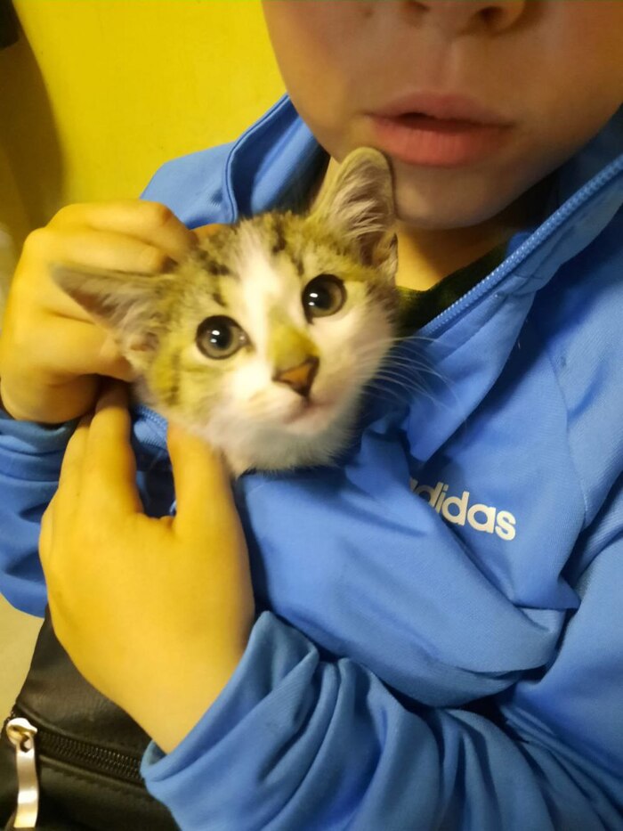 Котенка сбила машина