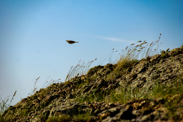 �� ���������� ����