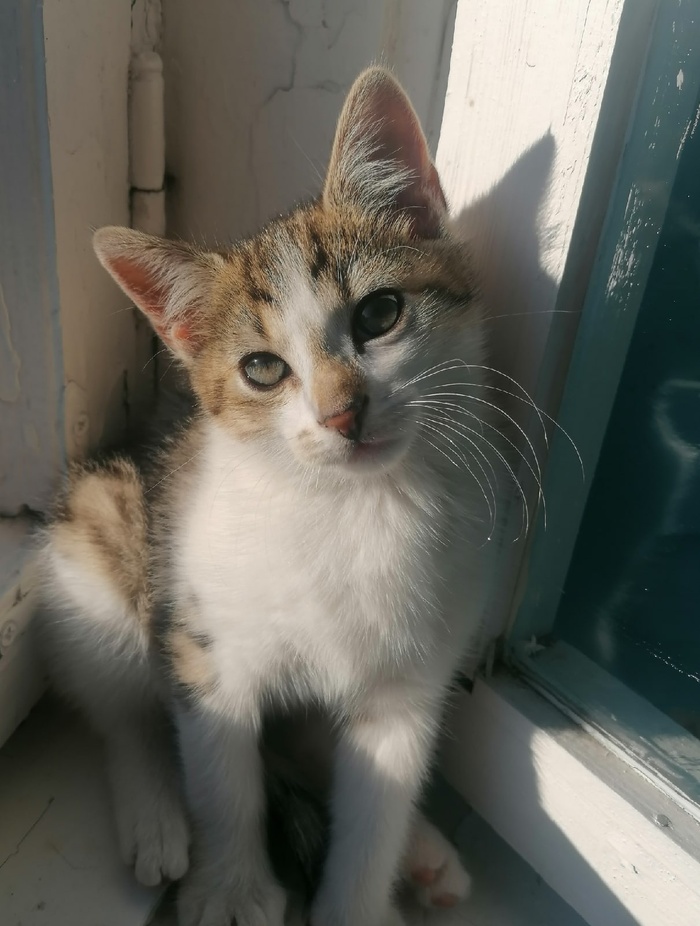 Котенка сбила машина
