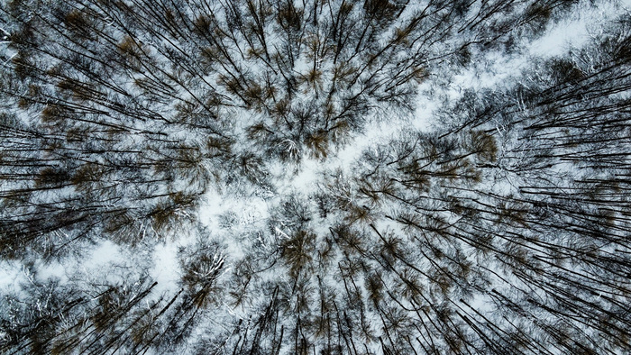 Зима, вид сверху Квадрокоптер, DJI, Дрон, Фотография, Зима, Лес, Москва, Битца