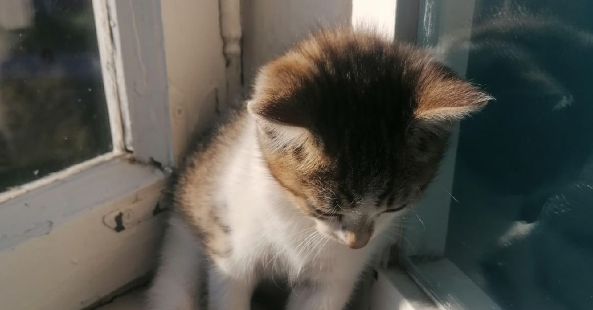 Котенка сбила машина