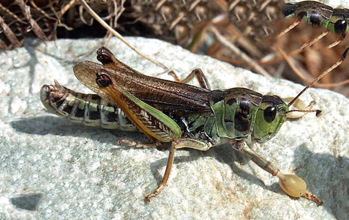 Сибирская Кобылка