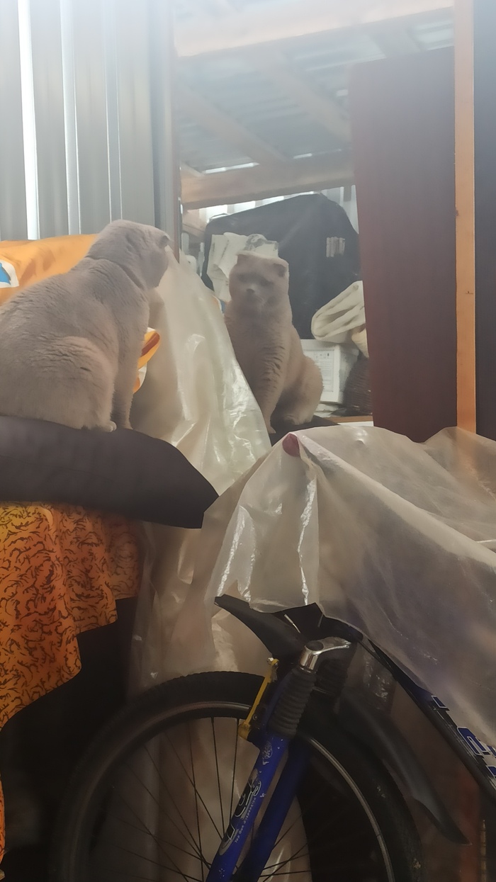 Свет мой, зеркальцо, скажи...