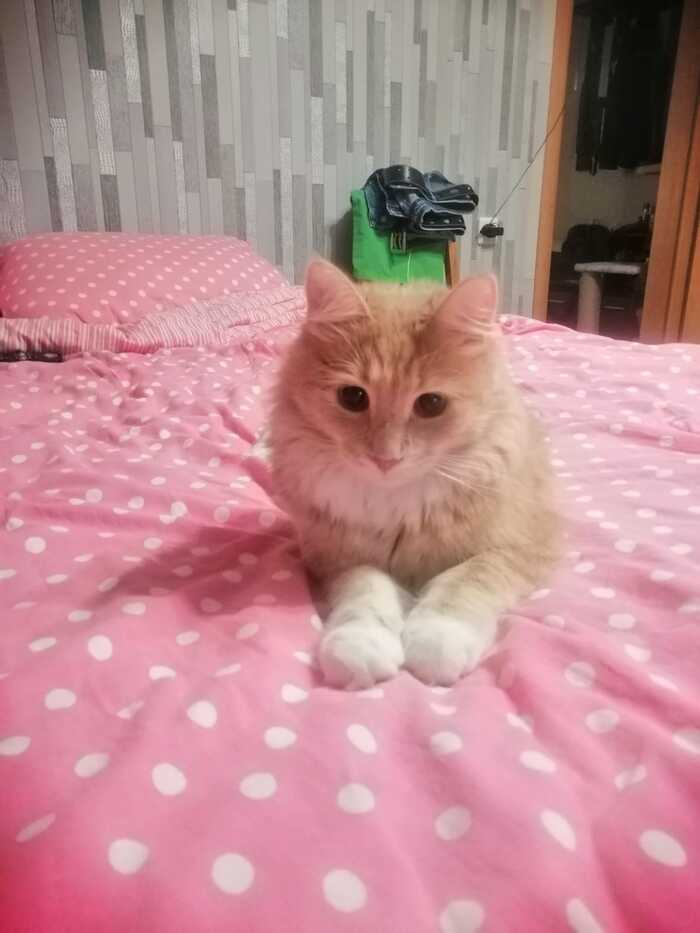 Привет из дома от Лео Кот, Москва, Московская область, Милота, Спасение животных, Без рейтинга, Фотография, Видео, Привет, Длиннопост