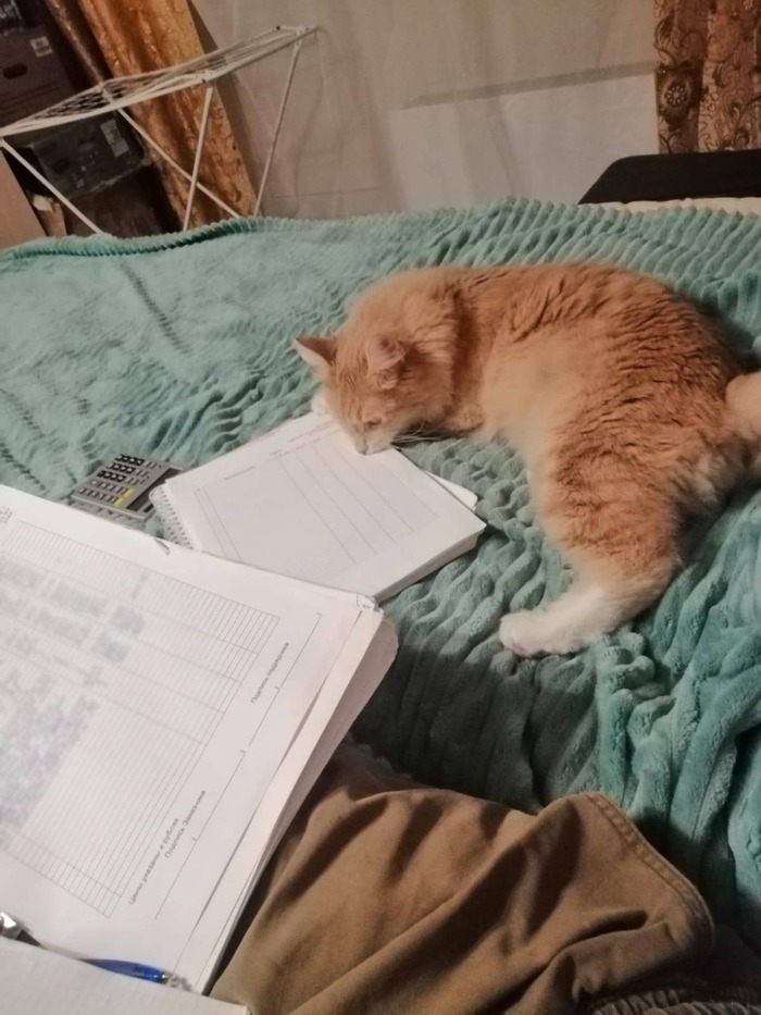 Привет из дома от Лео Кот, Москва, Московская область, Милота, Спасение животных, Без рейтинга, Фотография, Видео, Привет, Длиннопост