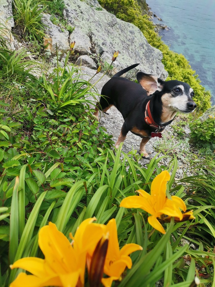 Кутя на мысе Силина, бухта Валентин. Приморский край