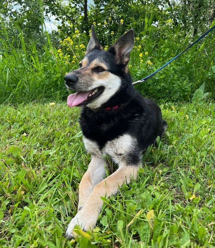 Полтора года игры в добрых хозяев - и собаку выставили на улицу. Москва, Московская область, Подмосковье, Подольск, Бездомные животные, Помощь животным, Помощь, Собака, В добрые руки, Без рейтинга, Спасение животных, Спасение, Длиннопост
