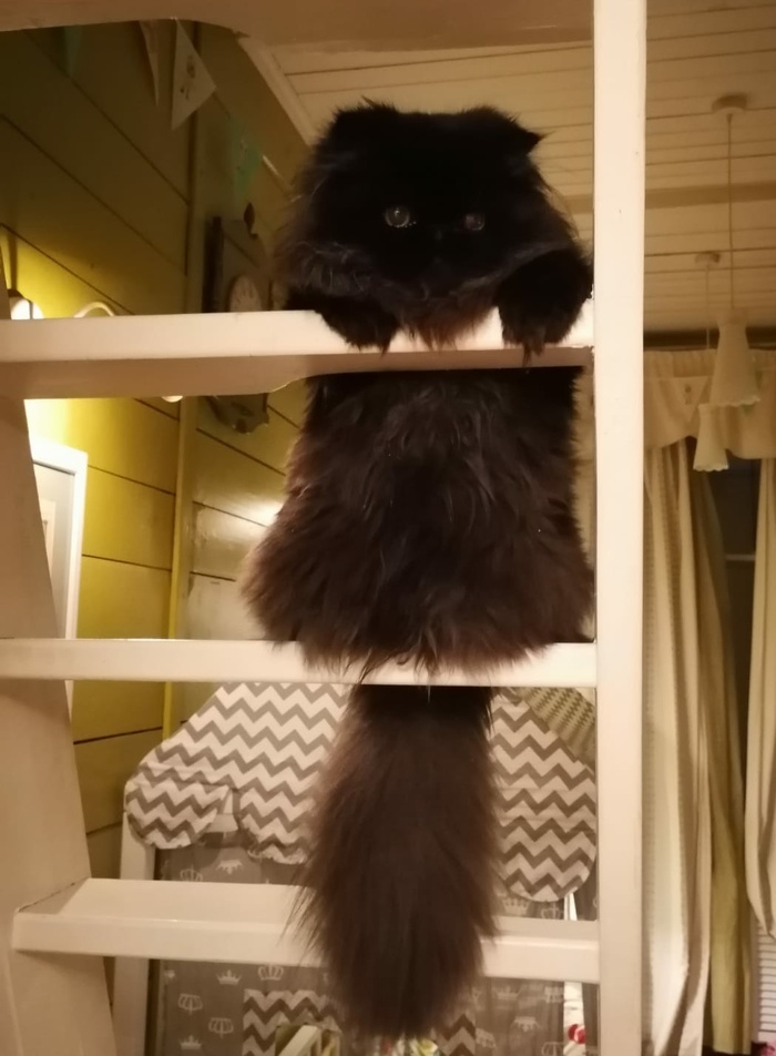 Твой взгляд, когда залезать научился, а слезать - нет