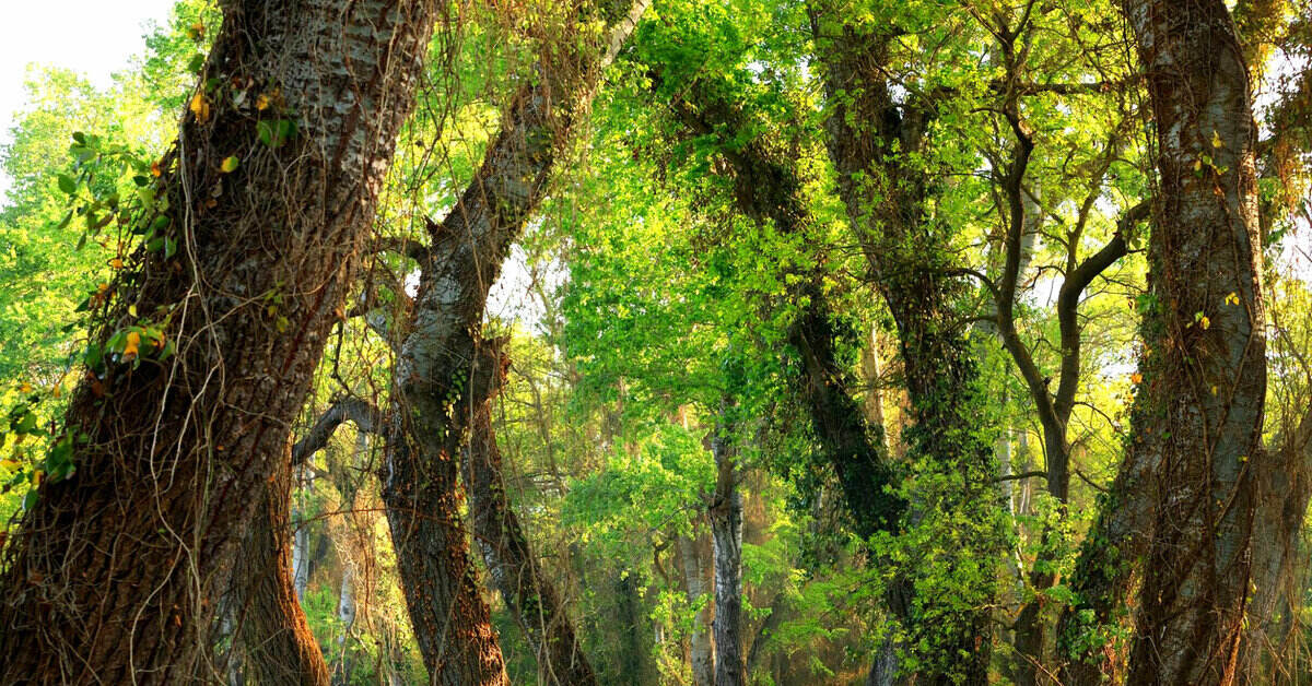 Самурский лес в дагестане фото домики