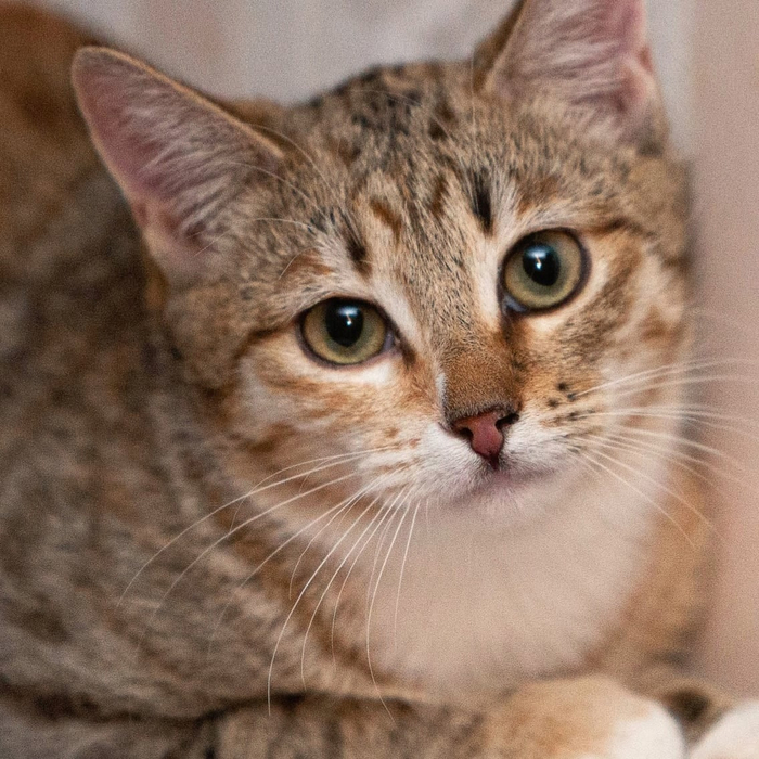 Симпатичная кошечка ищет дом и доброго хозяина или хозяйку В добрые руки, Кот, Московская область, Без рейтинга, Калужская область, Москва