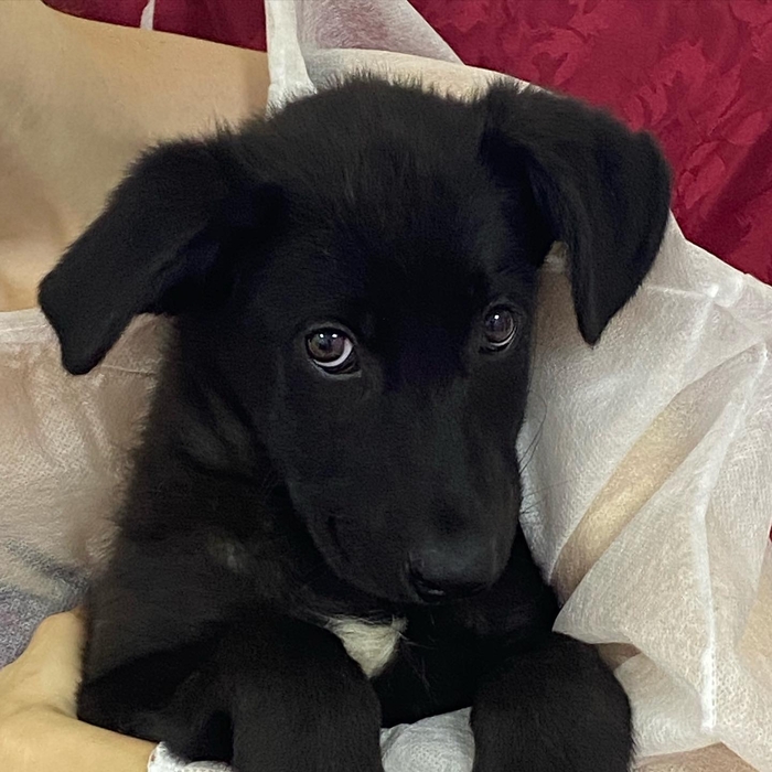 &laquo;Там все равно умрет. Пусть хоть на выставке шанс будет, а потом умирает&raquo;. Тобик Москва, Московская область, Щенки, В добрые руки, Длиннопост, Собака, Без рейтинга