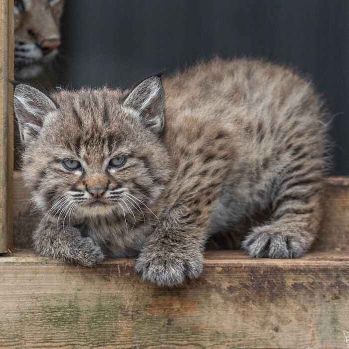 Всех, кто не погладил, запомню!