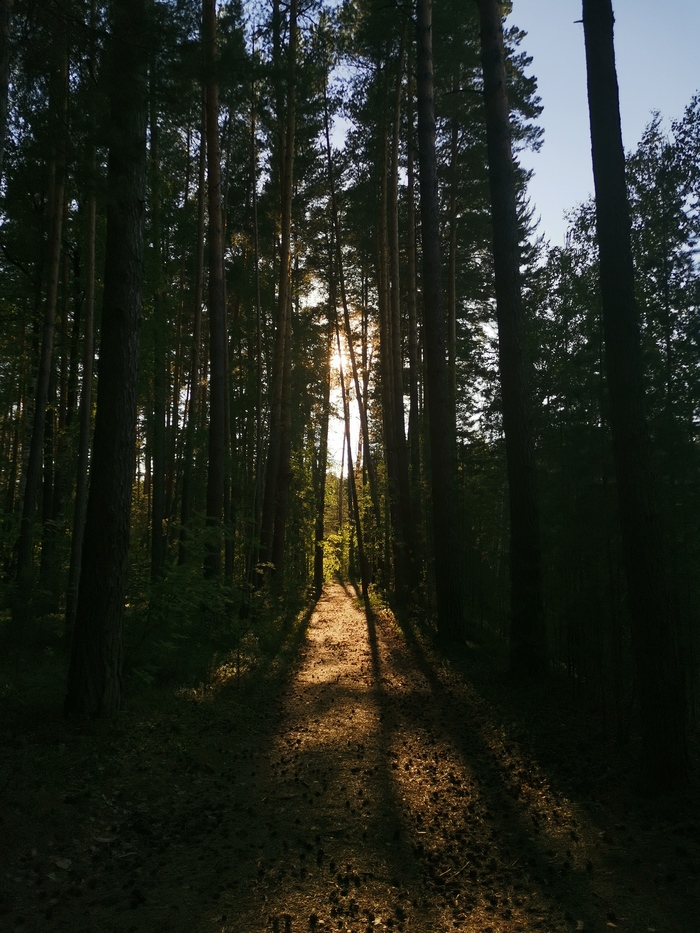 Выход из леса