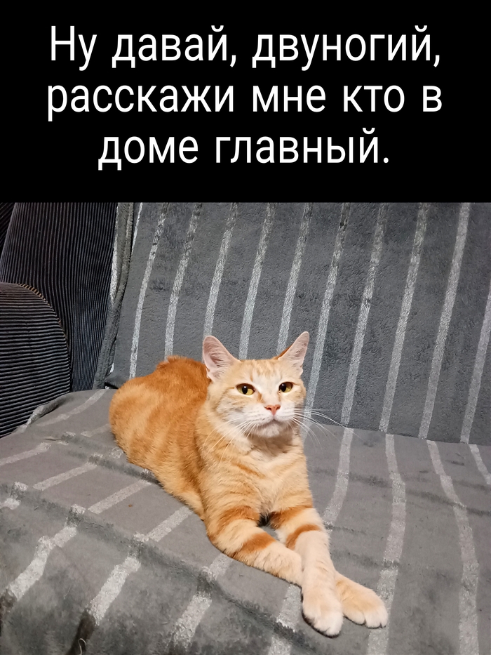 Коротко о главном, если у тебя есть мохнатый боец)