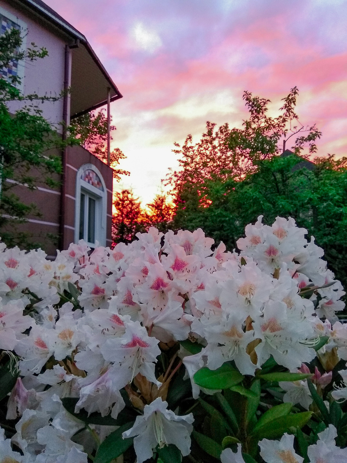 Дачные вечера